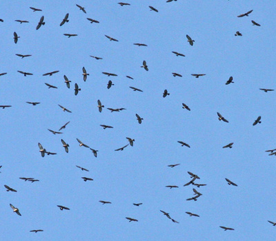 Kleinschalige opwaartse bewegingen kunnen ook " thermiek " genoemd worden. De lucht is vaak te droog om wolken te vormen. Thermiek wordt gebruikt voor paragliding, deltavliegen en zweefvliegen, maar ook door vogels.